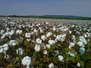 One view from HudsonAlpha is this cotton field.
